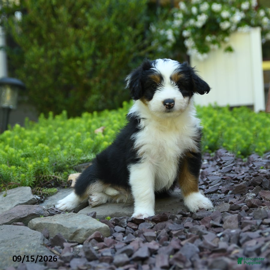 Aussiedoodle dogs Pepper - Ad 2