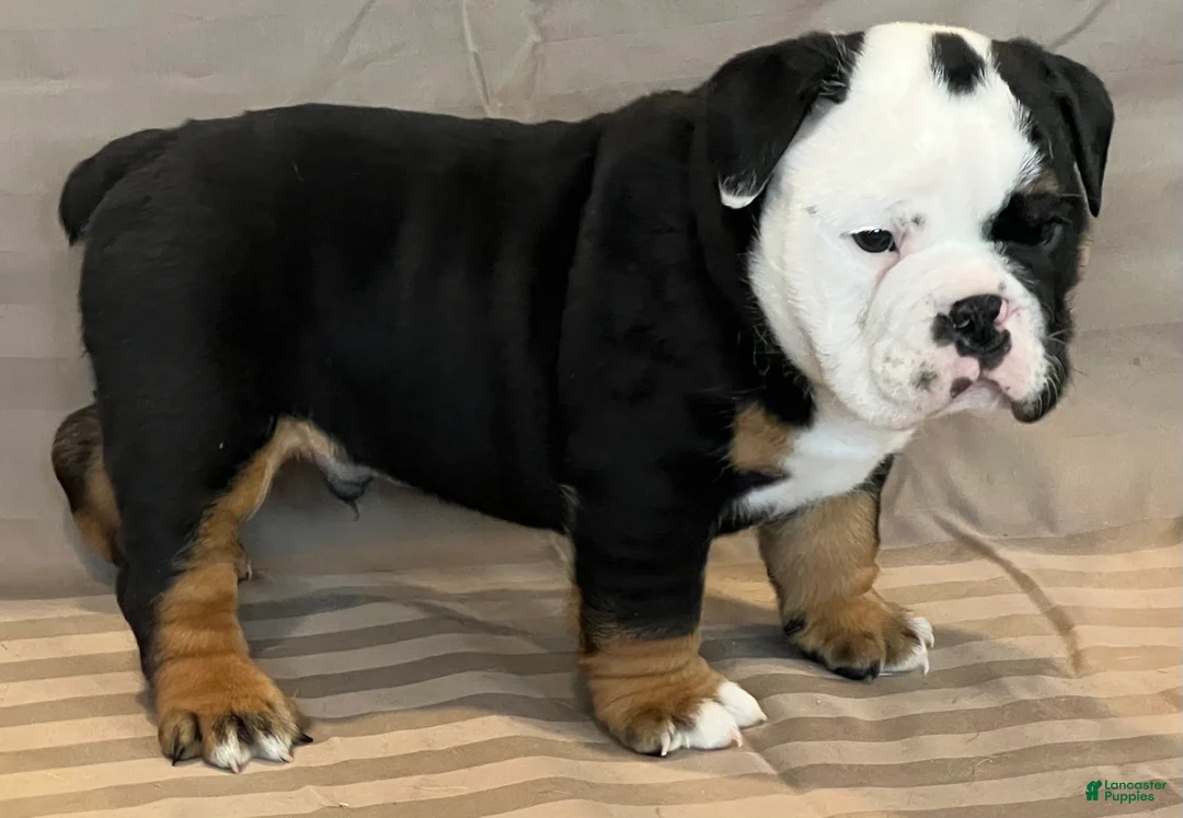 English Bulldog dogs for sale: Cupid - Ad 8