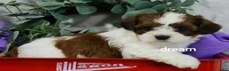 Mixed Breed dogs for sale: Loveda - Ad 13