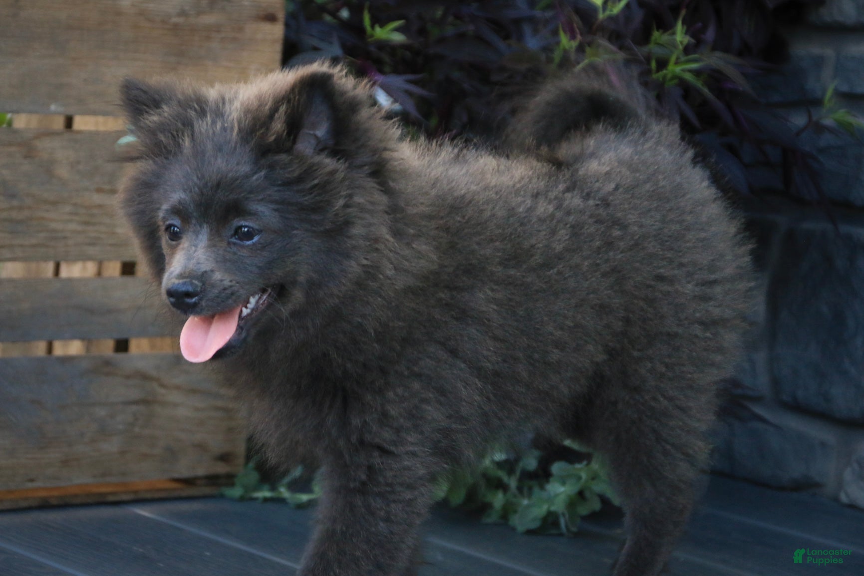 Pomeranian dogs Bluey Pomeranian  - Ad 2