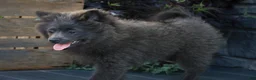 Pomeranian dogs for sale: Bluey Pomeranian  - Ad 2
