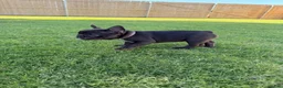 French Bulldog dogs for sale: Sapphire  - Ad 3