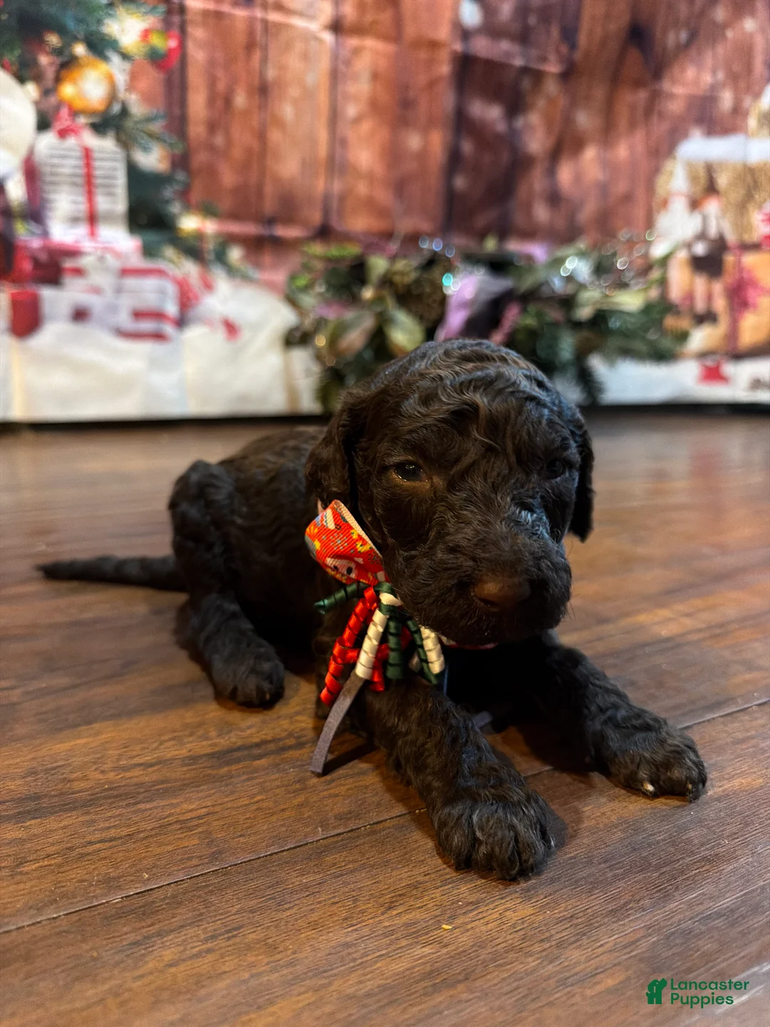 Goldendoodle dogs for sale: Mocha - Ad 3