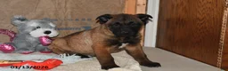 Belgian Malinois dogs for sale: Lucky - Ad 5