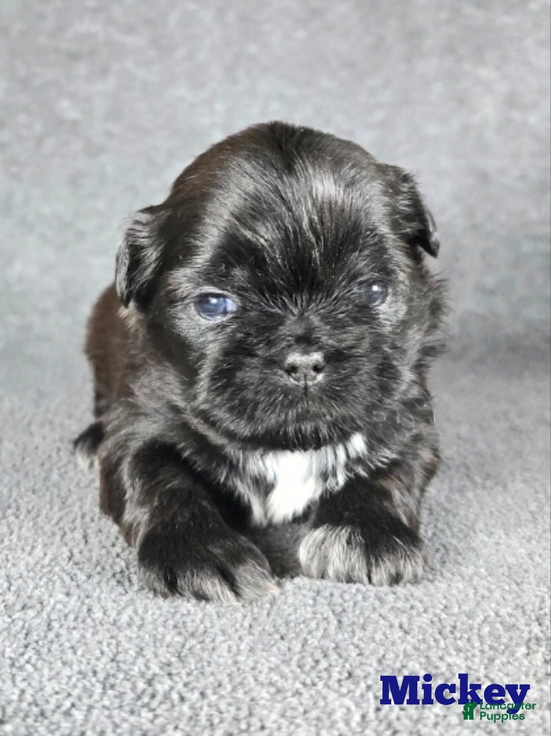 Shih Tzu dogs for sale: Mickey  - Ad 5