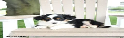 Mixed Breed dogs for sale: Rudi - Ad 3