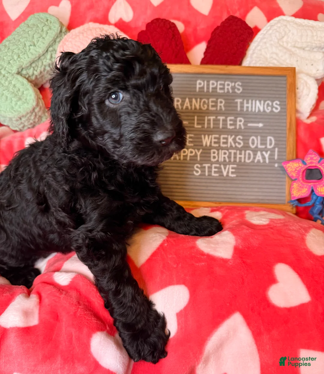 Goldendoodle dogs for sale: Steve - Ad 1