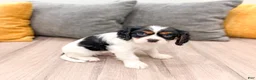 Cavalier King Charles Spaniel dogs for sale: Dexter - Ad 3