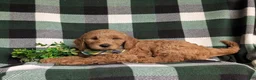 Mini Goldendoodle dogs for sale: Troy Hypoallergenic - Ad 4