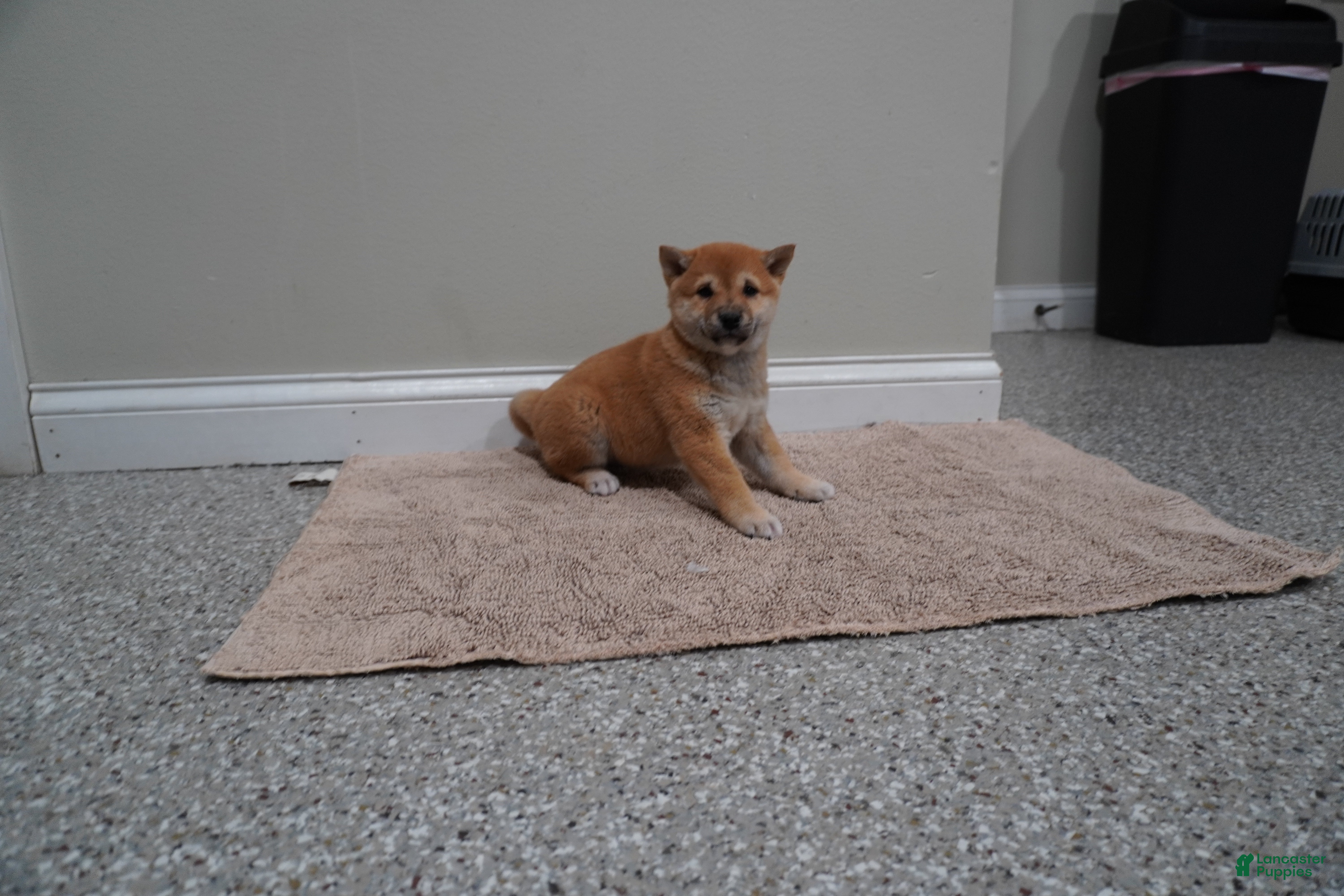 Shiba Inu dogs Shiba Inu Puppy 3 - Ad 1