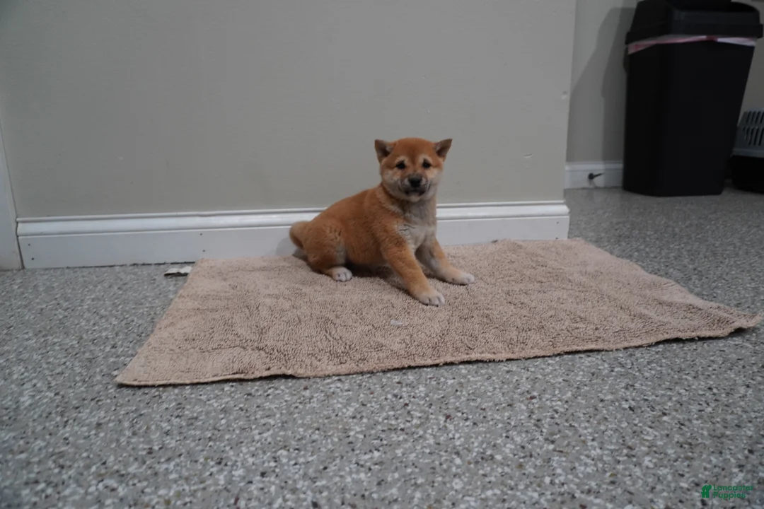 Shiba Inu dogs for sale: Shiba Inu Puppy 3 - Ad 1