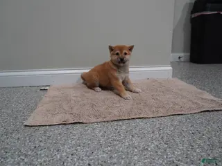 Shiba Inu dogs for sale: Shiba Inu Puppy 3 - Ad 4