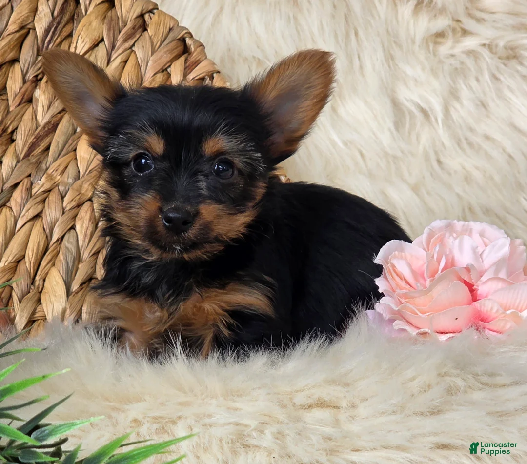 Yorkshire Terrier dogs for sale: Amber - Ad 5