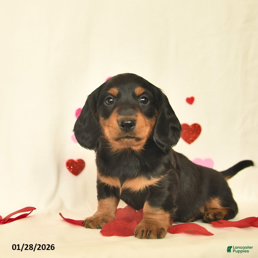 Miniature Dachshund dogs Otto - Ad 2