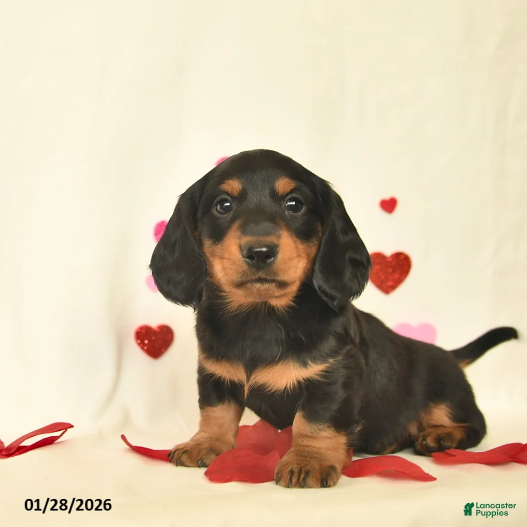 Miniature Dachshund dogs for sale: Otto - Ad 2