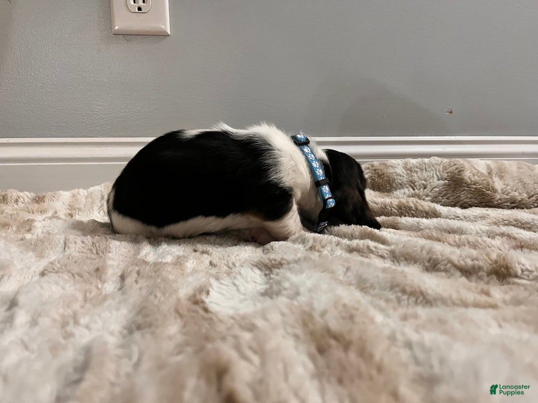 Basset Hound dogs for sale: Mox - Ad 3