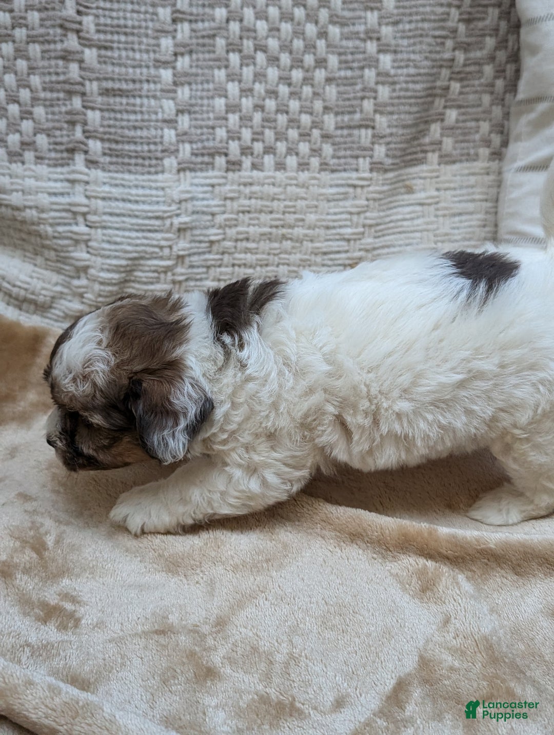 Havapoo dogs for sale: Sassy - Ad 13