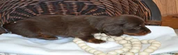 Dachshund dogs for sale: Snoopy - Ad 5