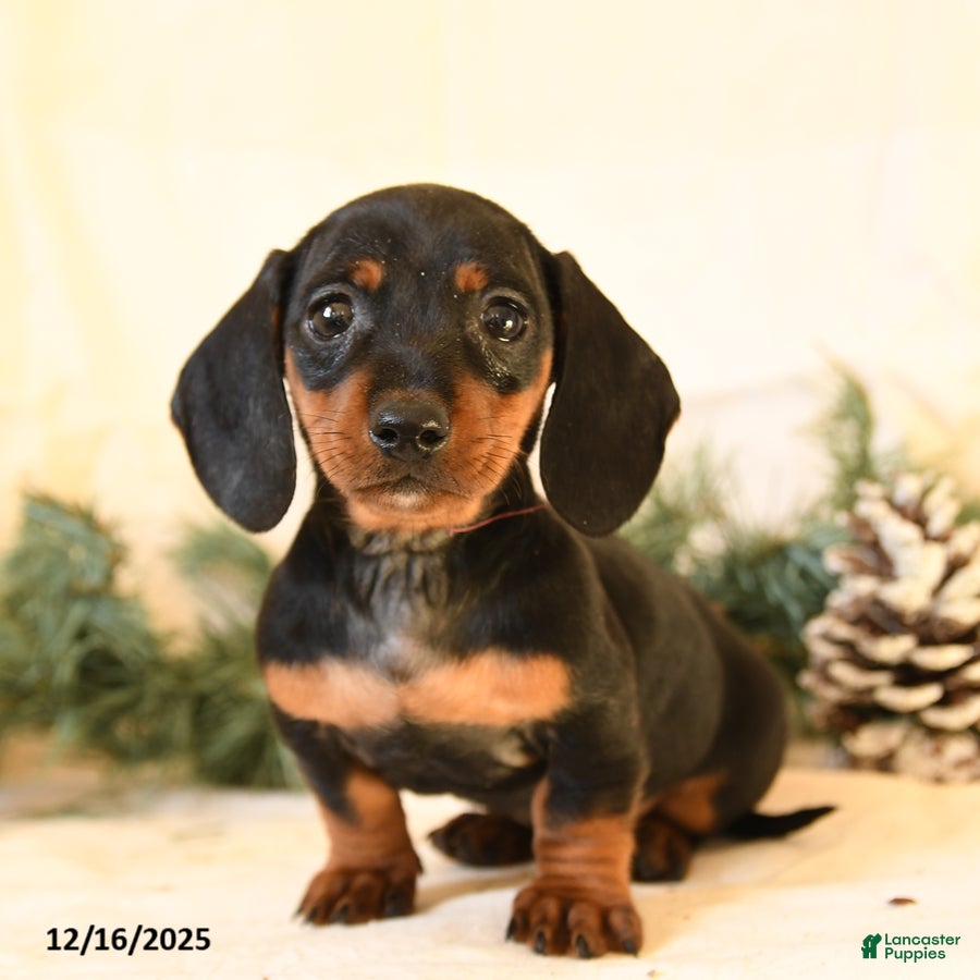 Miniature Dachshund dogs Catty - Ad 15