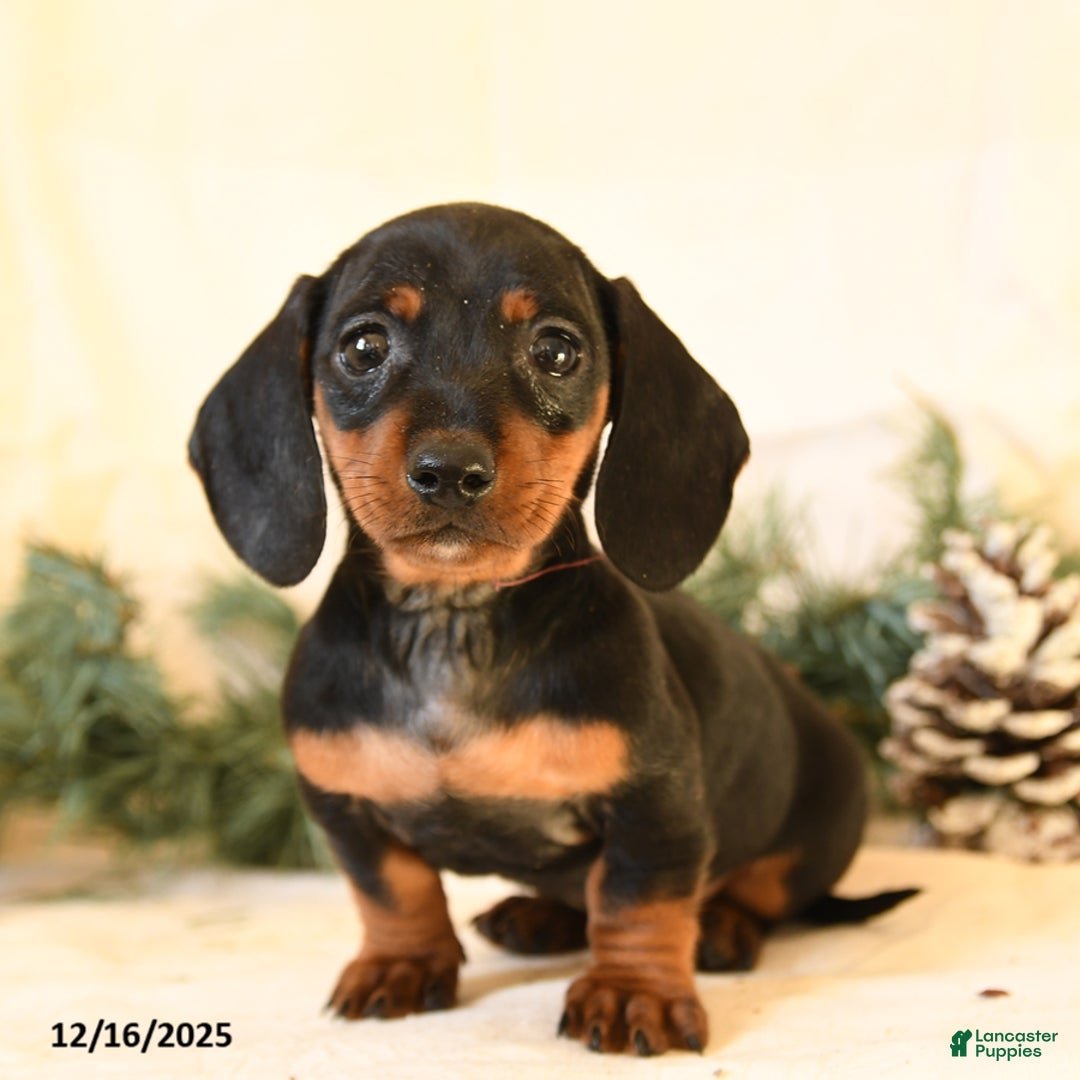 Miniature Dachshund dogs for sale: Catty - Ad 1