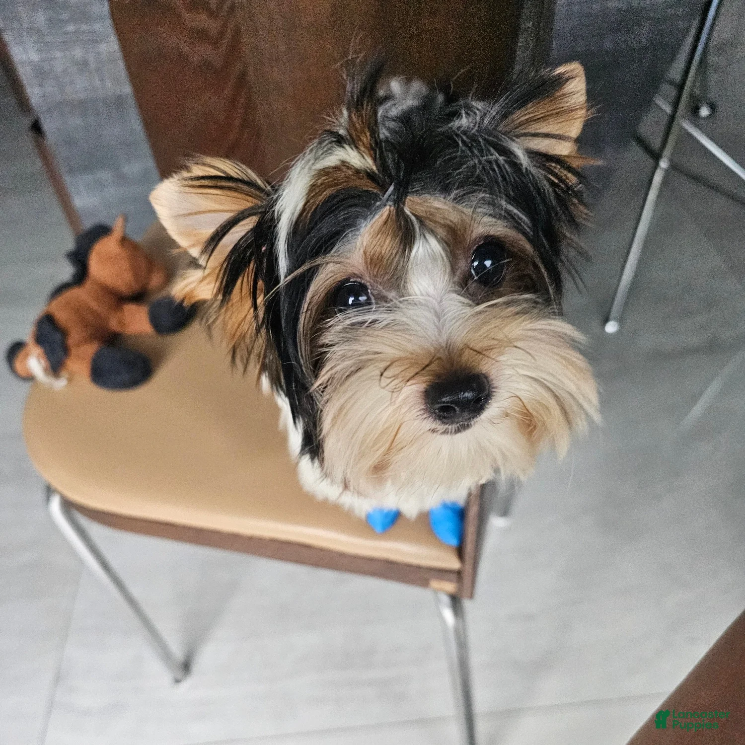 Biewer Terrier dogs Biewer Terrier Puppy 2 - Ad 18
