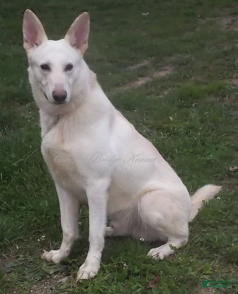 German Shepherd dogs for sale: Sadie - Ad 2