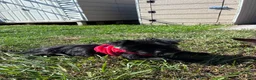 Yorkiepoo dogs for sale: Momo - Ad 3