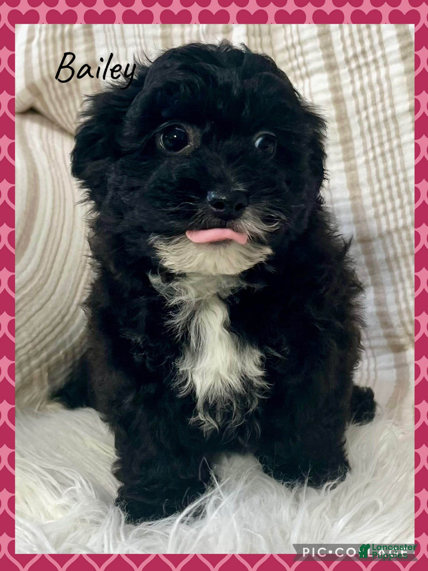 Yorkiepoo dogs Bailey - Ad 15