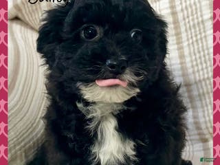 Yorkiepoo dogs Bailey - Ad 15