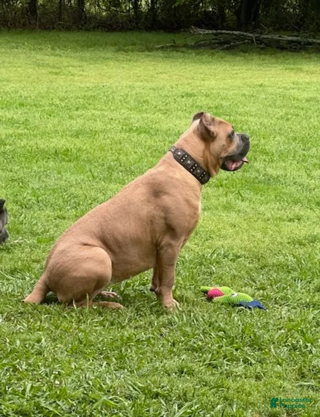 Cane Corso dogs for sale: Boy 5 - Ad 6
