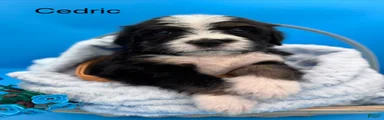 Bernedoodle Puppy 3