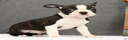 Boston Terrier dogs for sale: Flash - Ad 3