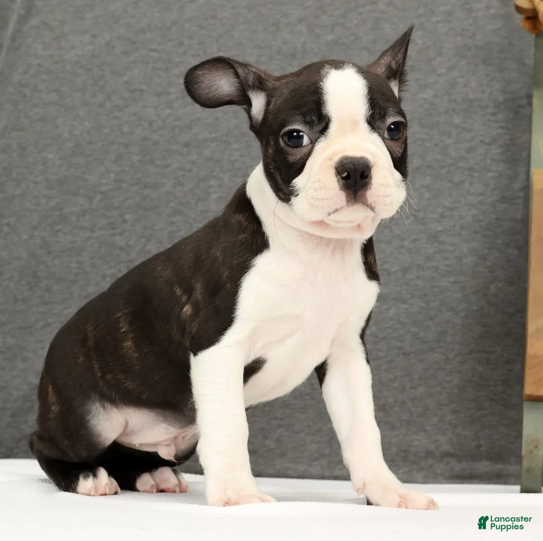 Boston Terrier dogs for sale: Flash - Ad 3