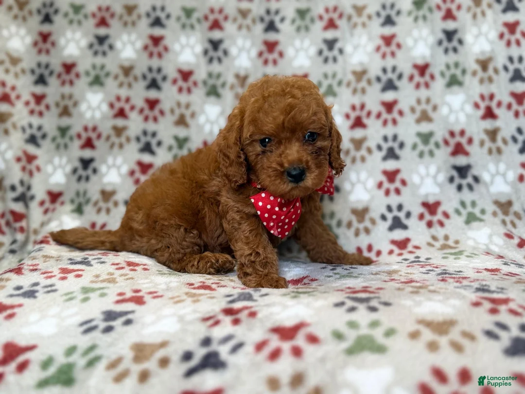 Cavapoo dogs for sale: Lucky - Ad 9
