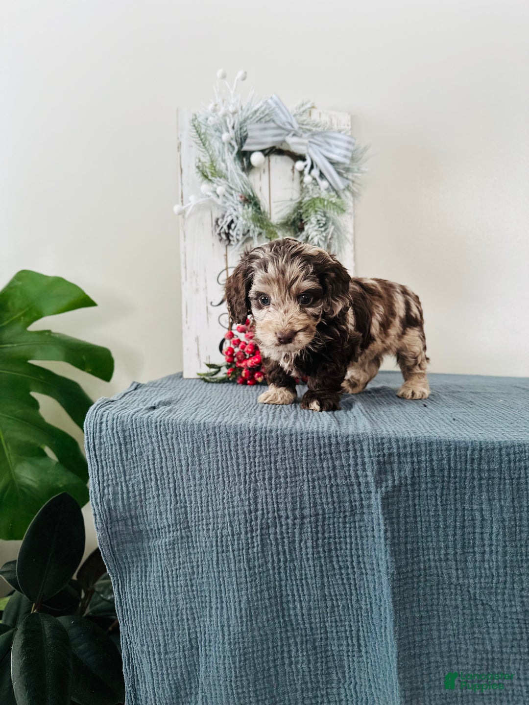 Mixed Breed dogs for sale: Dasher - Ad 2