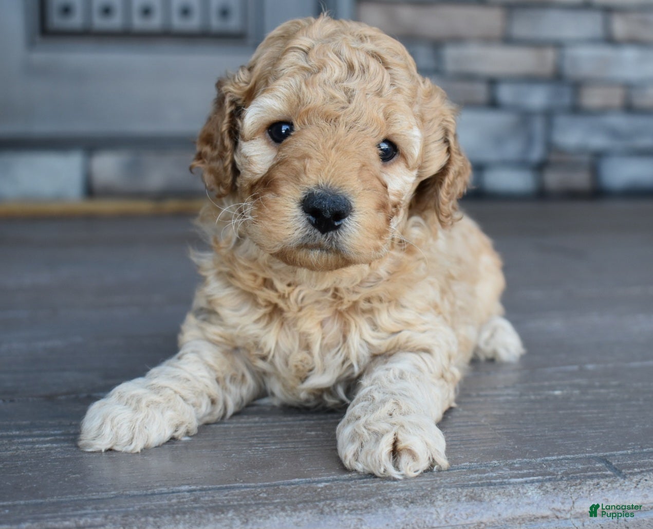 Mini Goldendoodle dogs River - Ad 1