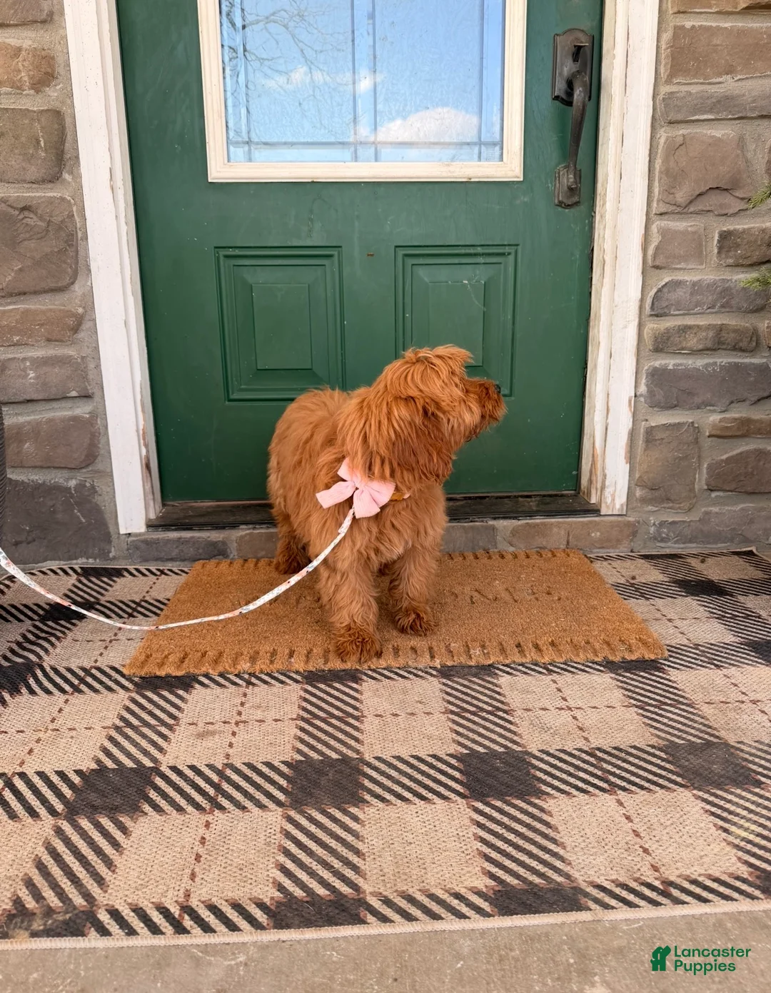 Goldendoodle dogs for sale: Goldendoodle Puppy 2 - Ad 5
