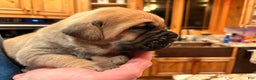 Cane Corso dogs for sale: Pink girl - Ad 2