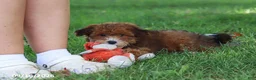 Yochon dogs for sale: Lexi - Ad 3