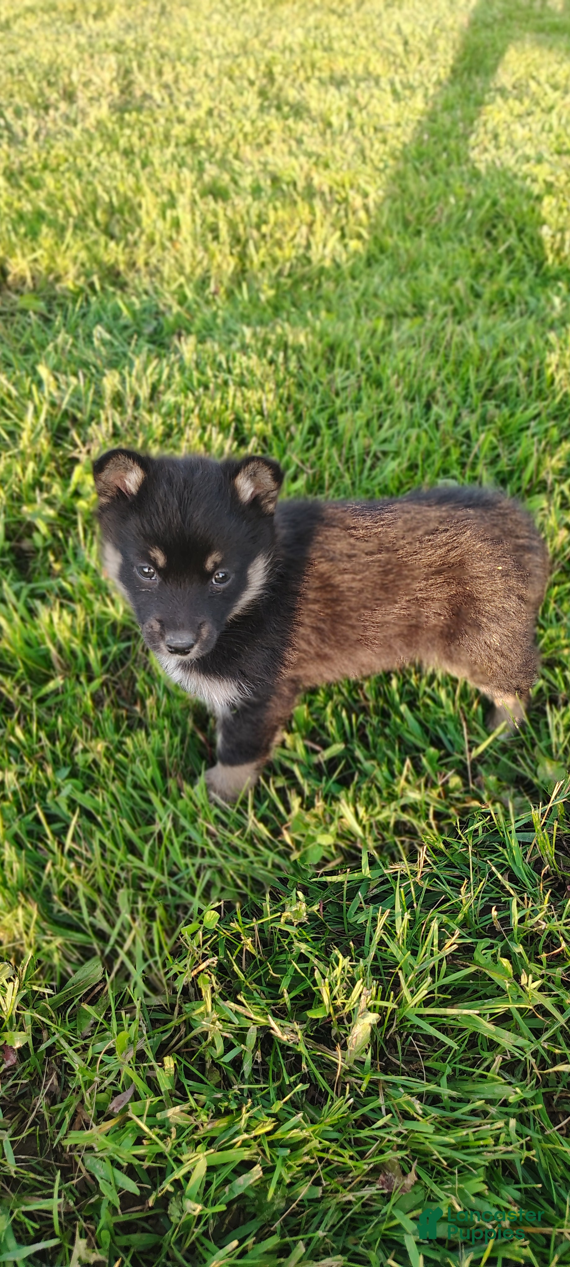 Mixed Breed dogs Dasiy - Ad 1