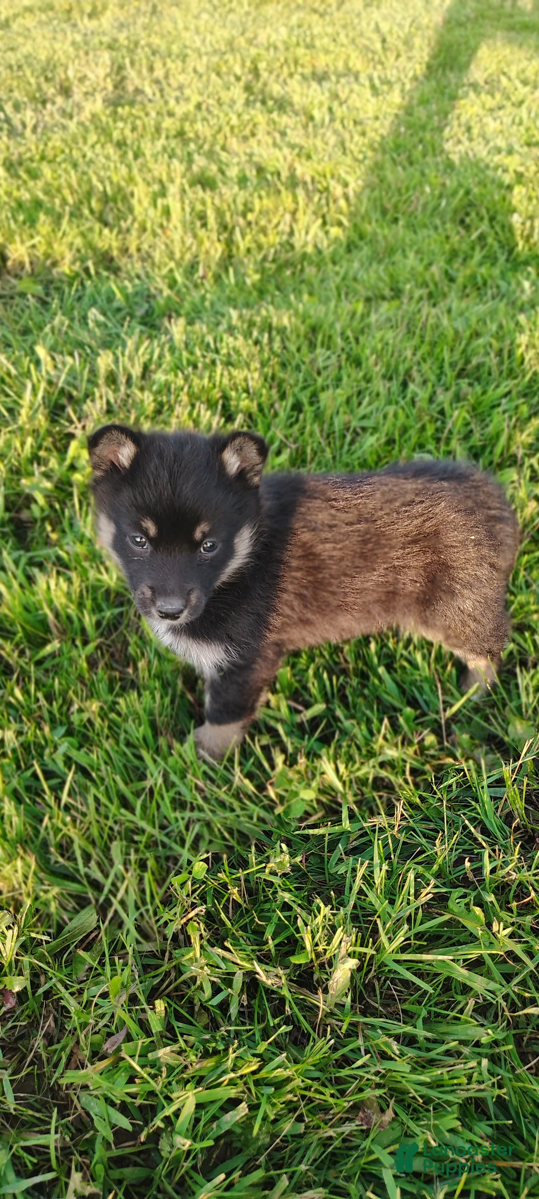 Mixed Breed dogs for sale: Dasiy - Ad 1