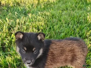 Mixed Breed dogs for sale: Dasiy - Ad 3