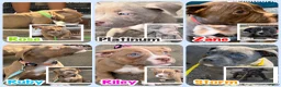 American Bully dogs for sale: Riley - Ad 8