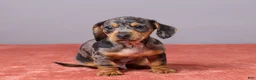 Miniature Dachshund dogs for sale: Ryan - Ad 4