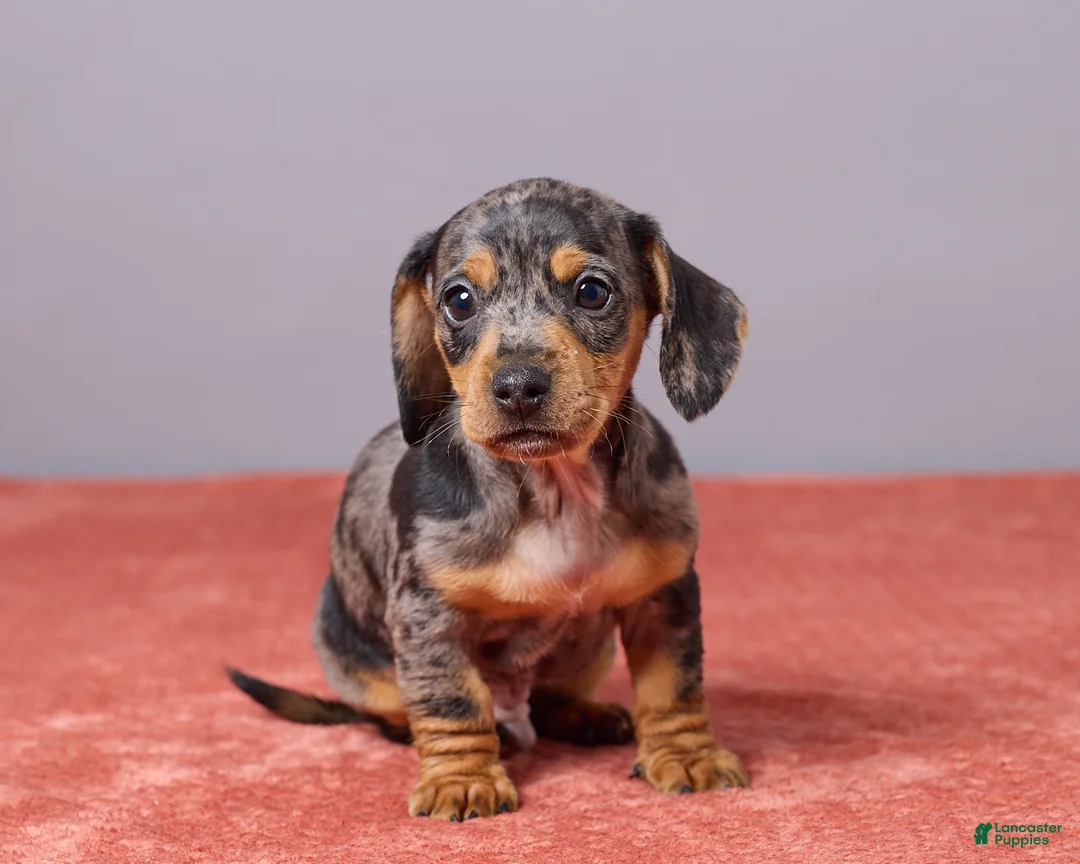 Miniature Dachshund dogs for sale: Ryan - Ad 4