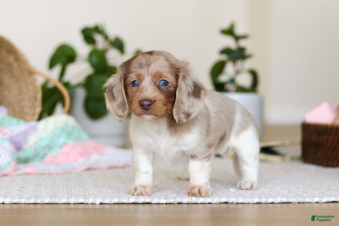 Miniature Dachshund dogs for sale: Skye - Ad 9