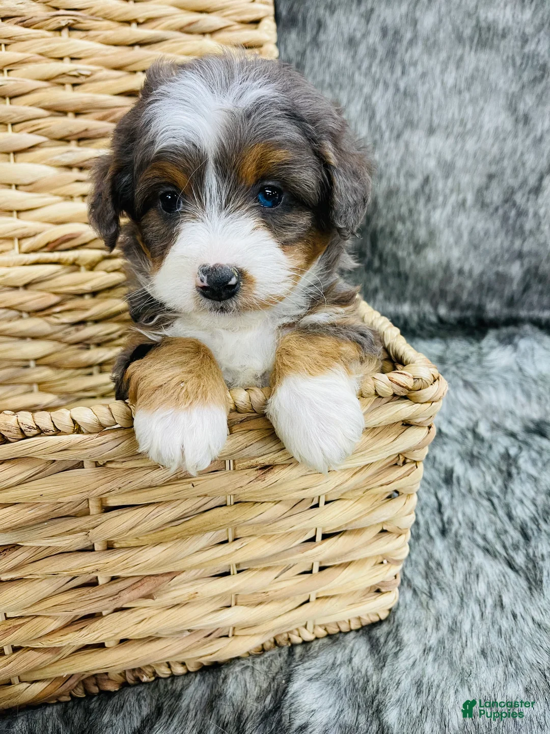 Mini Bernedoodle dogs for sale: Mini Bernedoodle Cadberry - Ad 2