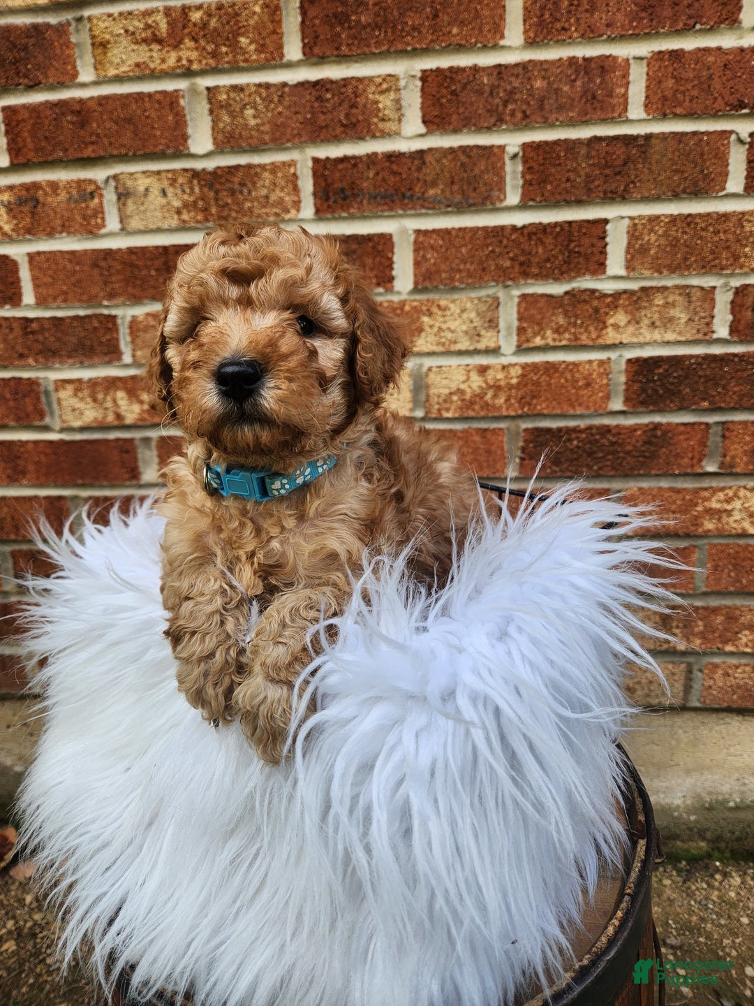 Mini Goldendoodle dogs for sale: JETT - MINI GOLDENDOODLE LOVELY PUPPY (RICHLAND, PA) - F1BB - Ad 4