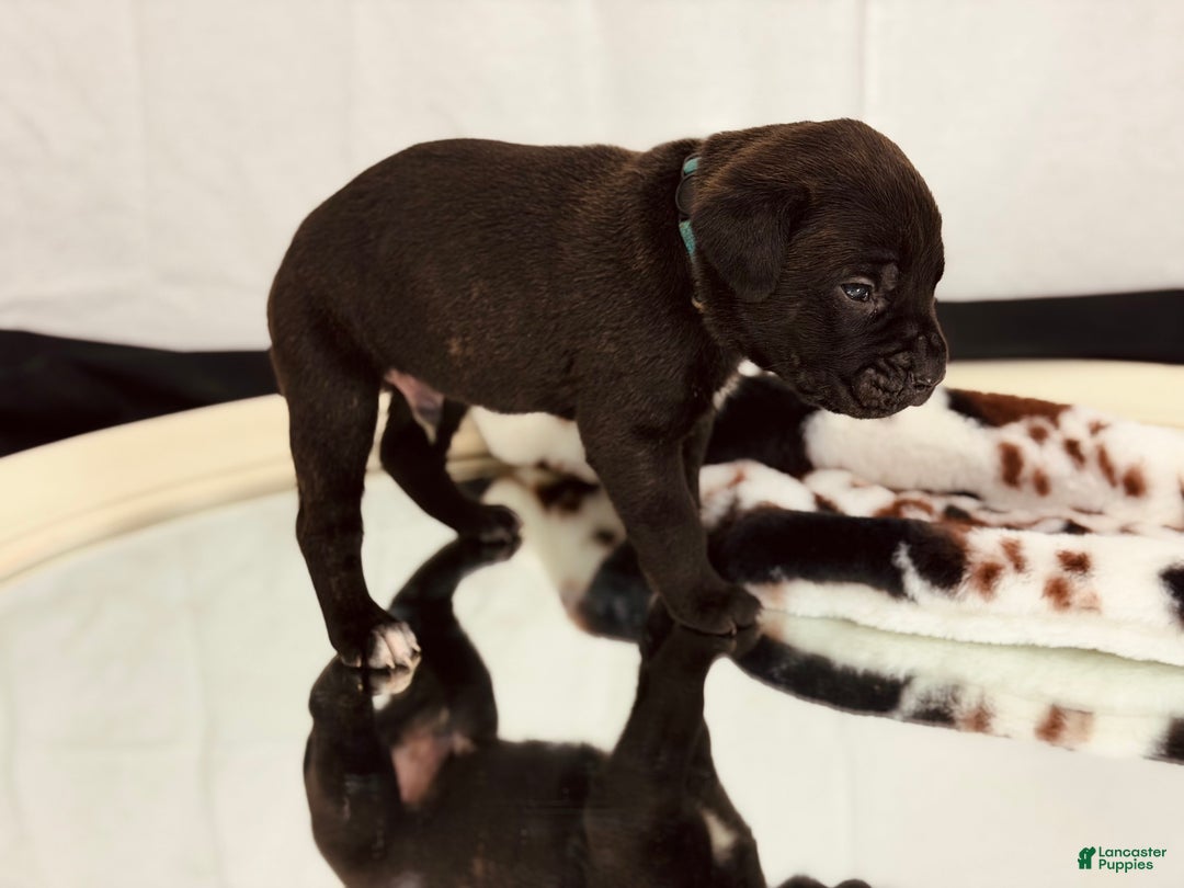 Cane Corso dogs for sale: Thanos  - Ad 3