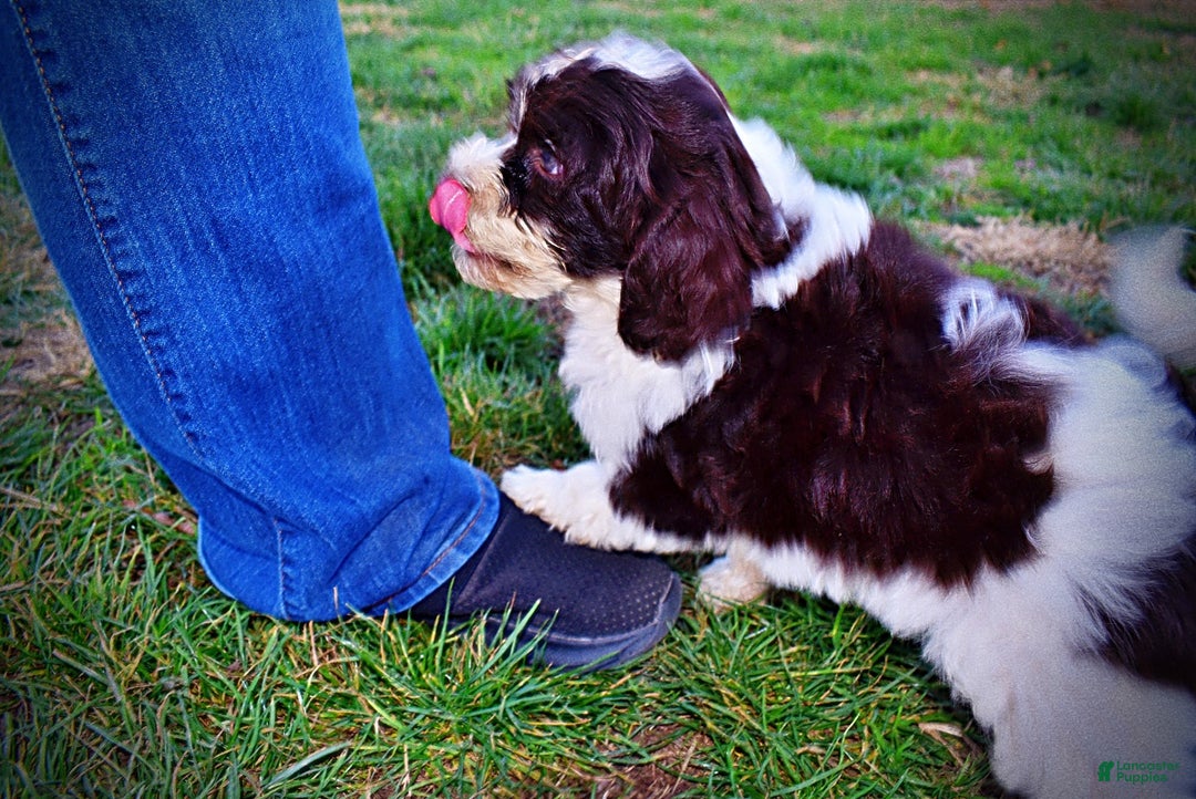 Havapoo dogs for sale: Priscilla - Ad 12